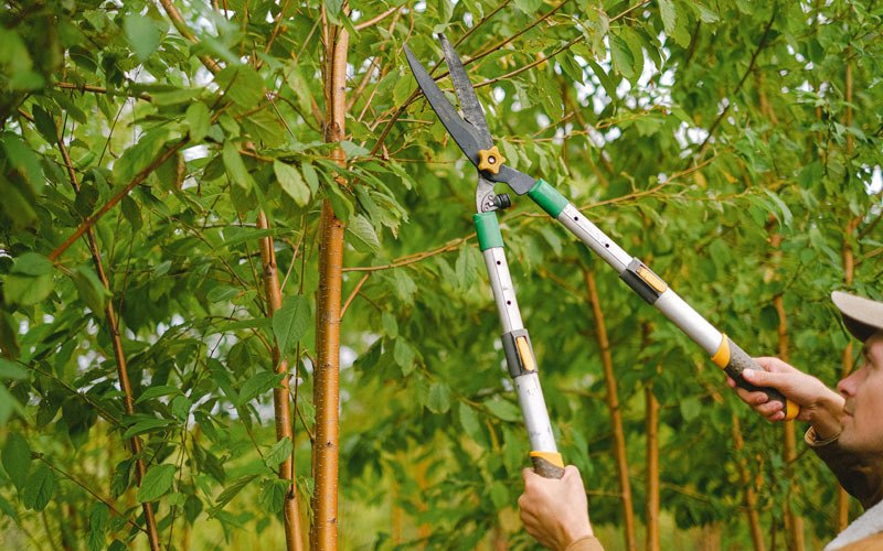 Tree trimming in Melbourne, IA