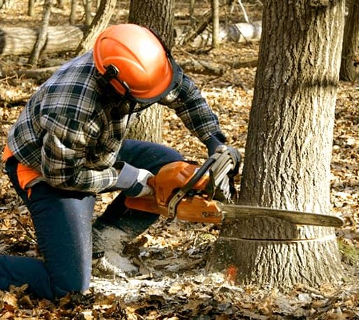 Tree Removal in Melbourne, IA